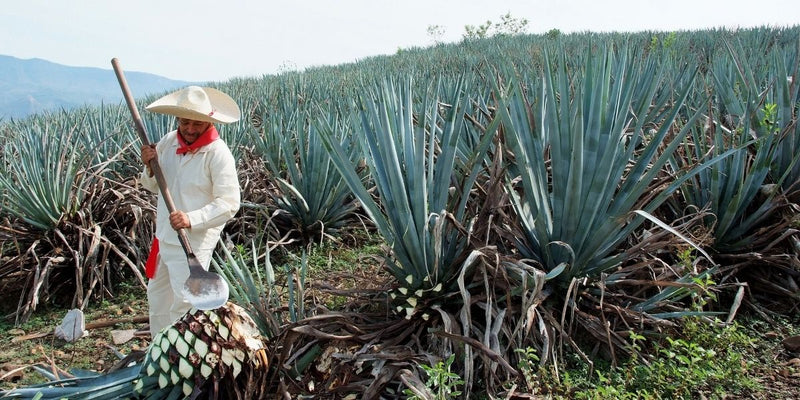 Feine Mexikaner – Die Maracame Tequilas